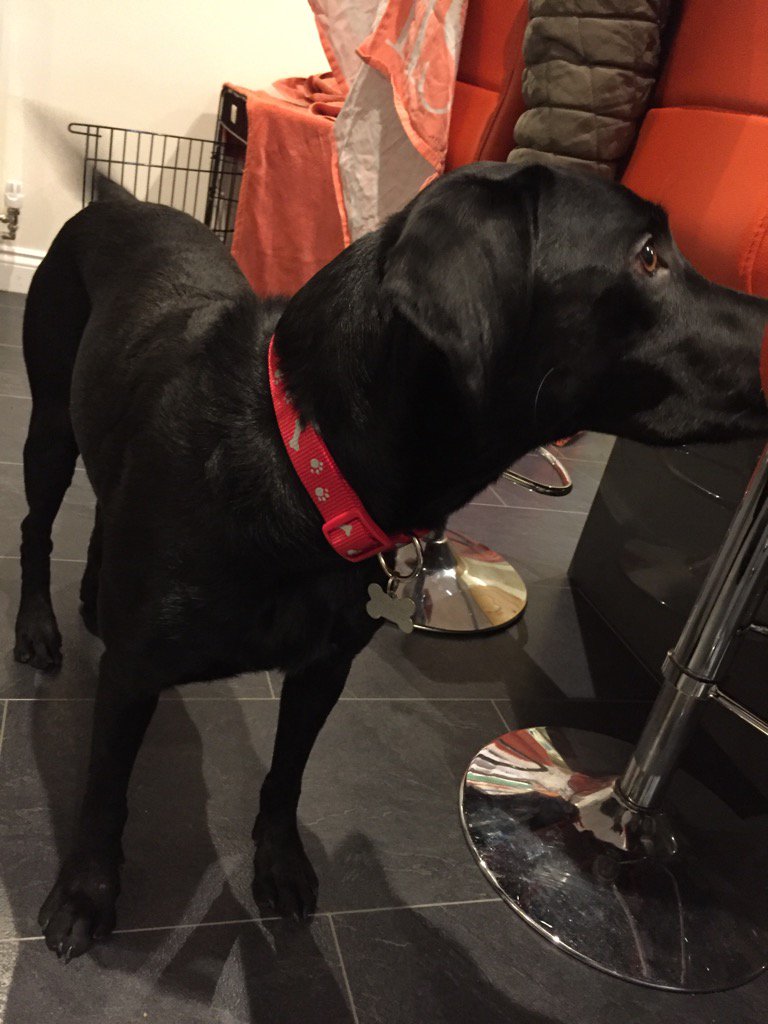 missbonniedog's tweet photo. Kennels for night & home to new collar. As if that makes up for missing a party. #guiltpresent #preferchicken https://t.co/JJNAgO87Y5