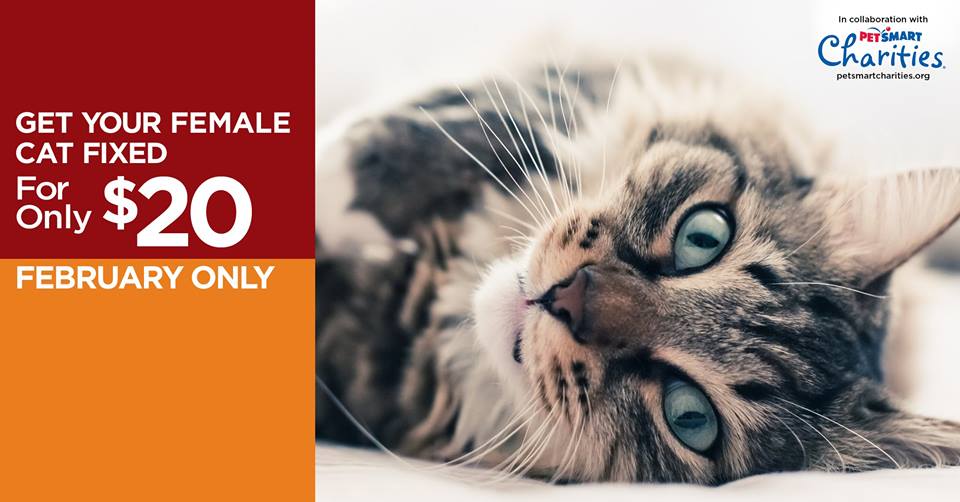 JacksonGalaxy's tweet photo. Pls RT to share w/ #LosAngeles #TeamCatMojo: $20 spays in Feb! https://t.co/QxnsdHg4yU #SpayNeuterNow https://t.co/J7sToyT4hK