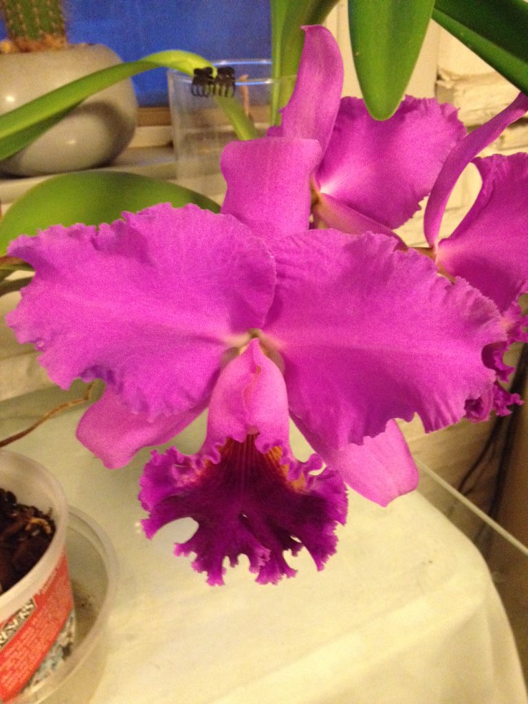 jfjackie1's tweet photo. I hope this will brighten your day because it's springtime in my kitchen https://t.co/KAplG2rFgG