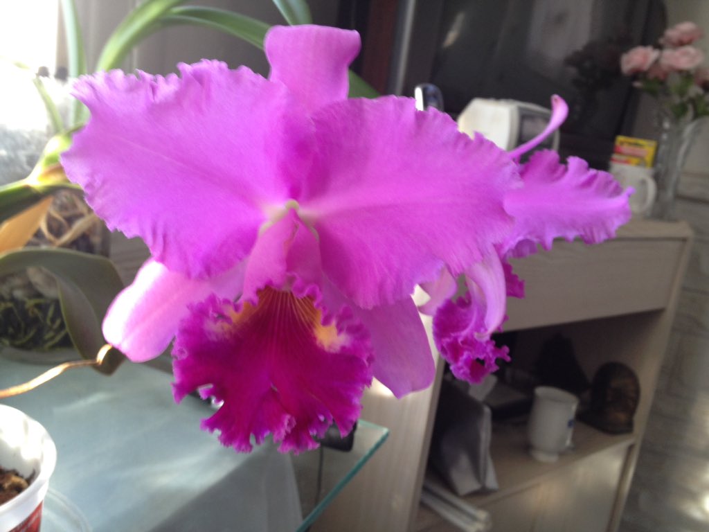 jfjackie1's tweet photo. I hope this will brighten your day because it's springtime in my kitchen https://t.co/KAplG2rFgG
