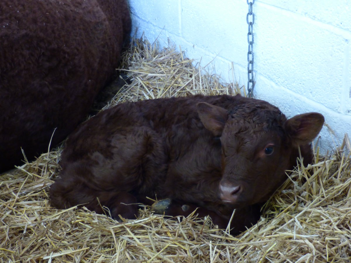 NTKingstonLacy's tweet photo. Say hello to the newest addition to the Kingston Lacy family. #KLHomeFarm #KLCountryside #RedRubyDevonCalf https://t.co/BZdiM8ppH8