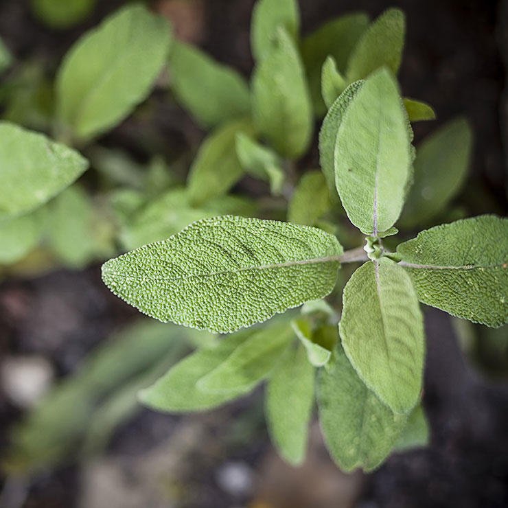 adoseof_grace's tweet photo. the best #Herbs + #Spices for your #Brain - boost that memory!(https://t.co/whMZkSNws1) #sage #naturopath #health https://t.co/jTU3blIQu0
