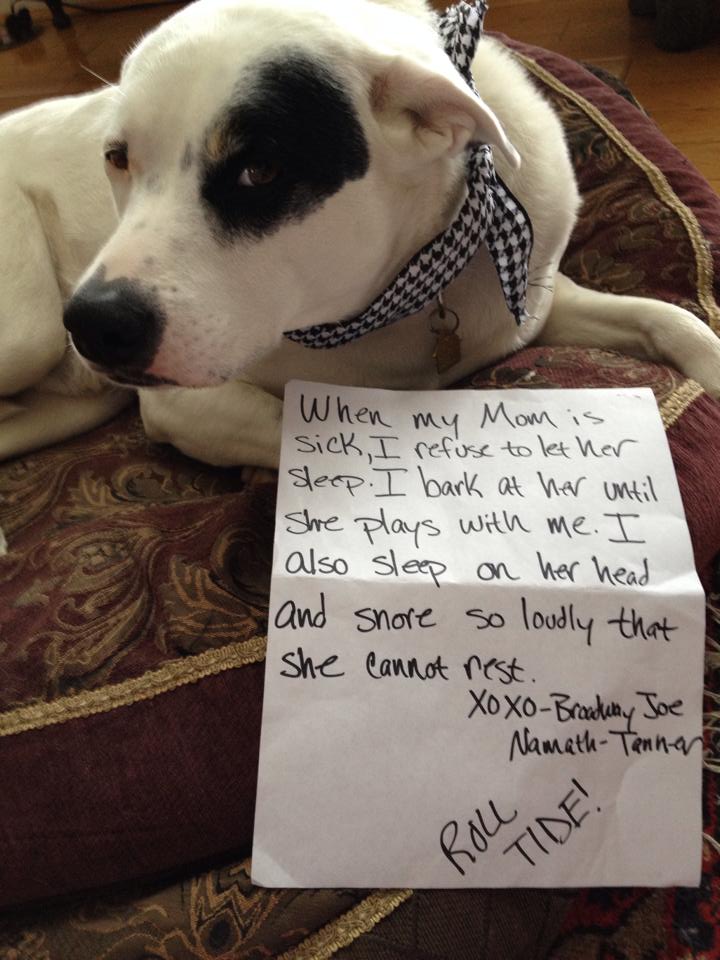 craypetz's tweet photo. I have no bed side manner https://t.co/iN7IsjN4Sv #doglover #pets https://t.co/L9yKPnetSW