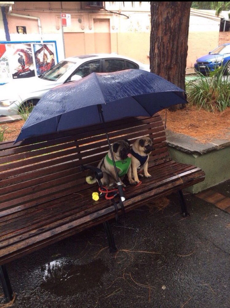 puppyboyfriend's tweet photo. Relationship Goals https://t.co/yYLgwnVaR6