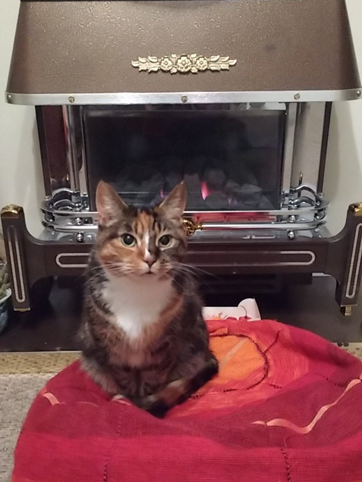 IamMogget's tweet image. @Izzywhizziee having some well deserved fire time, humans finally warmed the place up #cheapowners you?