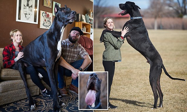 World's Tallest Dog? Meet Great Dane Rocko 7 feet tall and 167 pounds ...