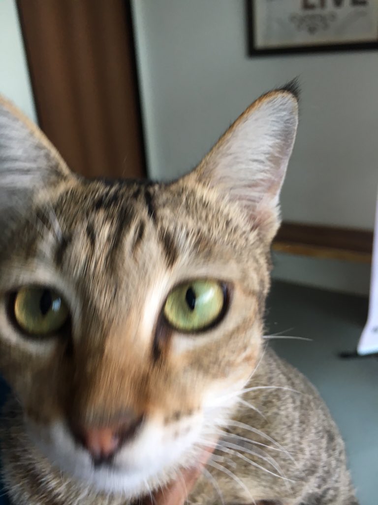 i vet petcare kinrara