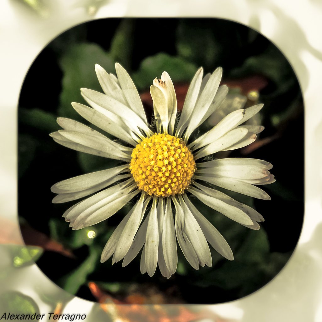 Juno_photo1978's tweet photo. https://t.co/SX2JaTd6eg #flower #junophoto #alexanderterragno https://t.co/bv43uoQWzt