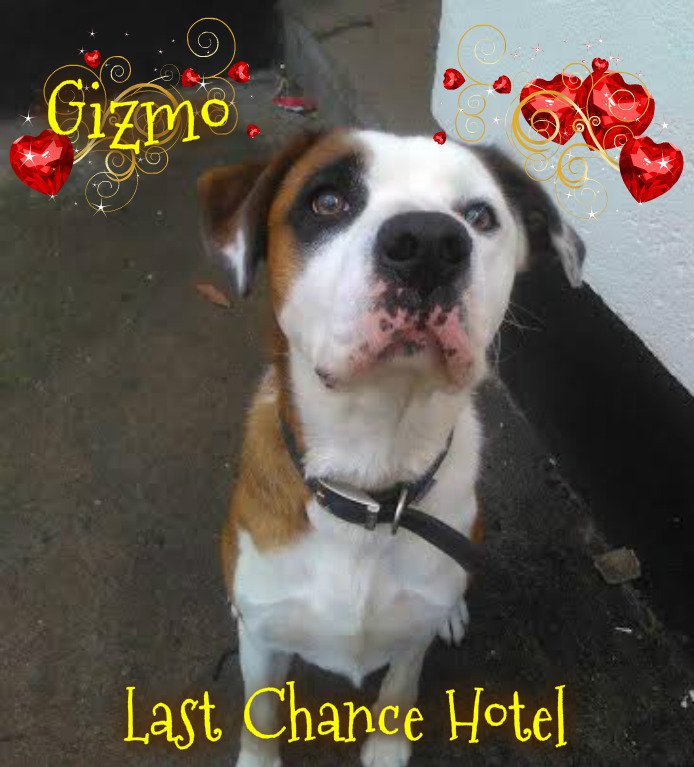 adopt@lastchancehotel.org @CazLCHRescue bit.ly/1XN08xY Can B giddy #GiveADogAHome #dogsoftwitter #DogLovers