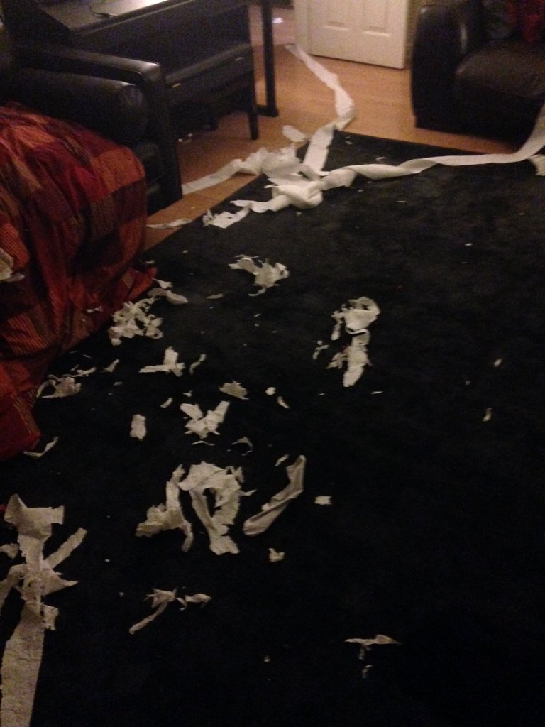 Racidoodle1's tweet photo. Miss Dottie has disgraced herself :) I forgive her everything 😍 #puppylove #furbaby #superstrict https://t.co/EA3dEX1oVb