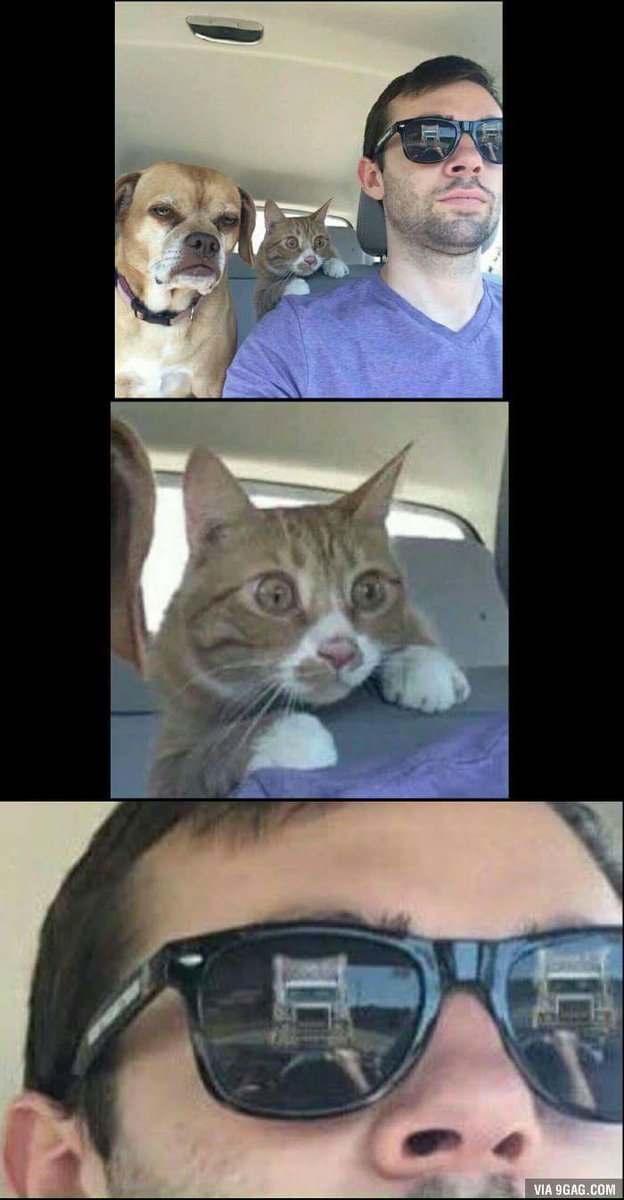 vishwajeetpol's tweet photo. Came across this image on Facebook @Cats @NbrhoodCats @CatingtonPost #scaredcat #cat #animals #dog #panicCat https://t.co/vU9VxrOvKa