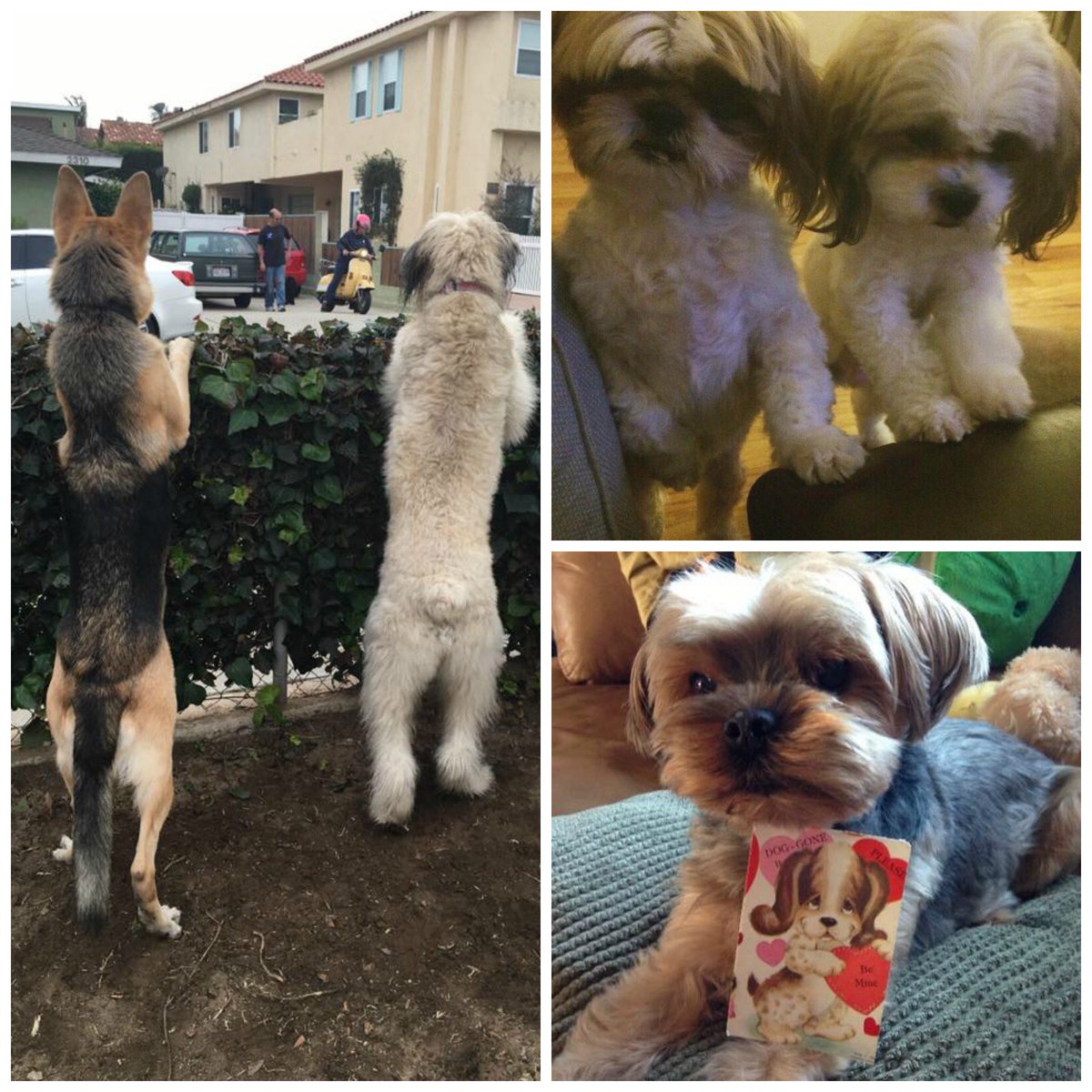 roamingwrover's tweet photo. Valentines Day is on its way! We love our PAWtners &amp; the best gift of all is a #FreshStart at life! #DogiPack https://t.co/d974dPyiXC