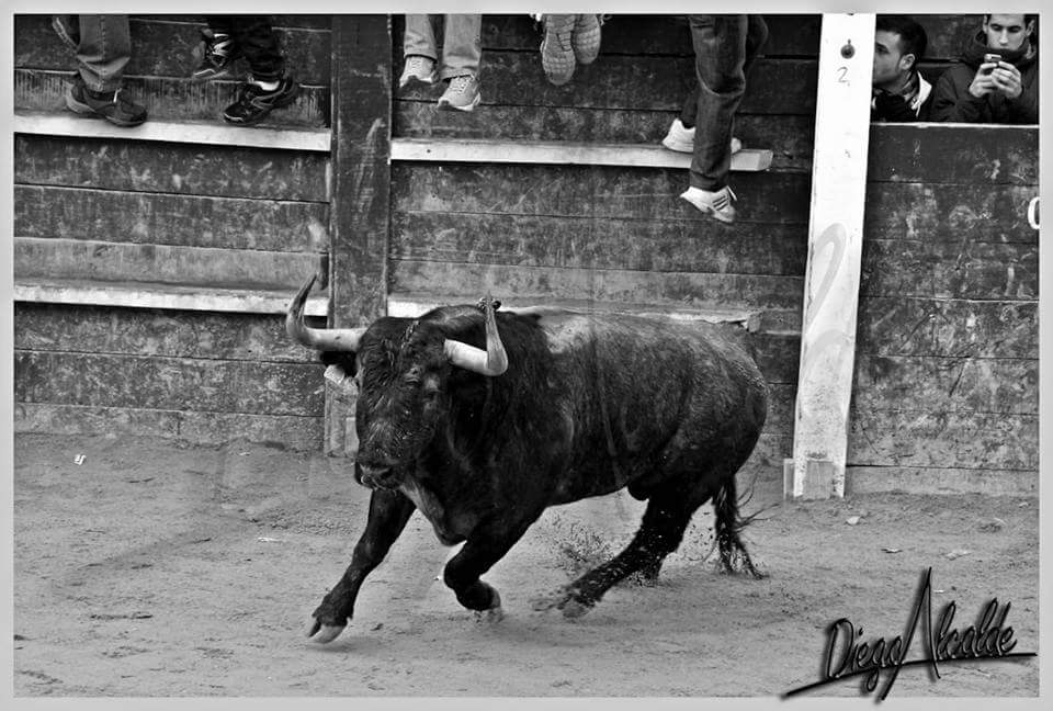 5 dias tan solo 5 dias.<a href="/carnavaldeltoro/">Carnavaldeltoro.es</a> @gorronaranja Precioso toro #AVIADOR <a href="/aadolfomartin/">Adolfo Martin</a> <a href="/Ehtoroeventos/">ehtoro.com</a>