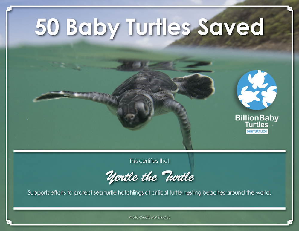 SEEturtles's tweet photo. Want to save baby turtles? Adopt one (symbolically)! Comes w/ personal certificate &amp; more https://t.co/U89gNpv09z https://t.co/c8f1DZndOA