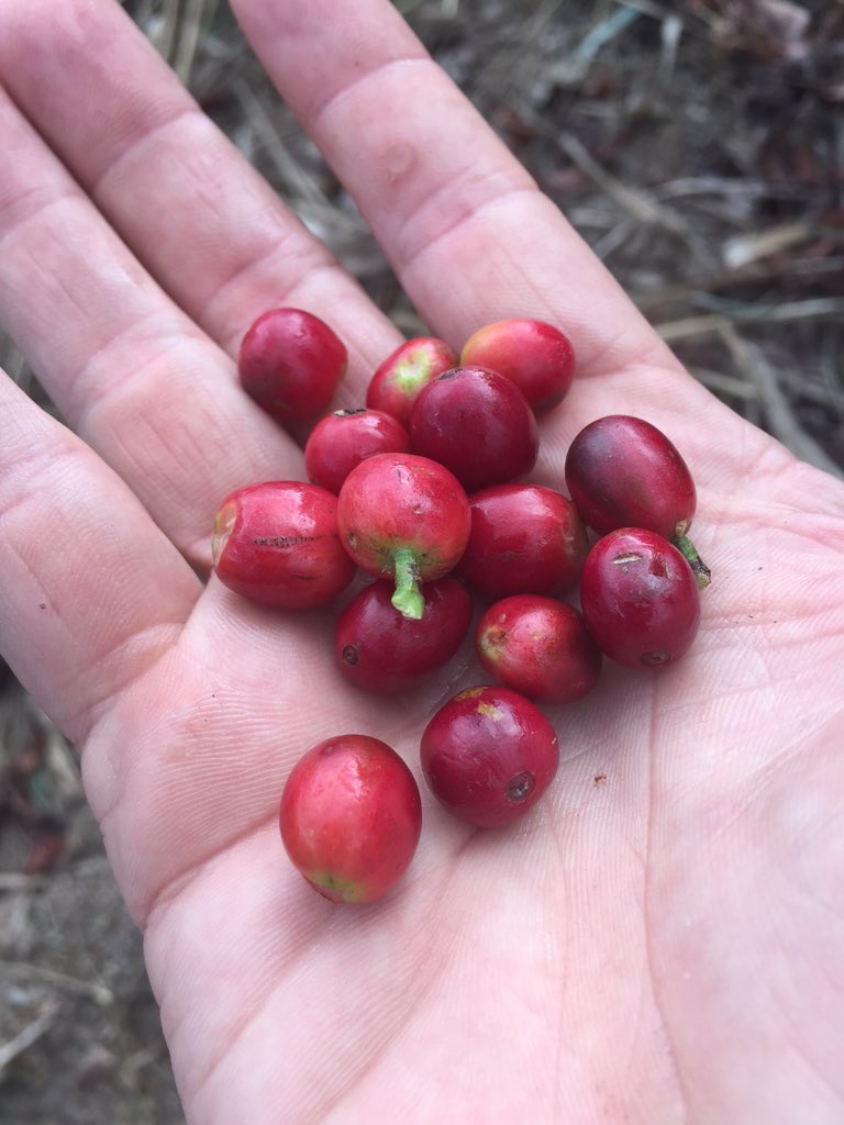 bindleysangster's tweet photo. @CaribbeanTrips @SangstersCoffee https://t.co/5w0jXTqHY6