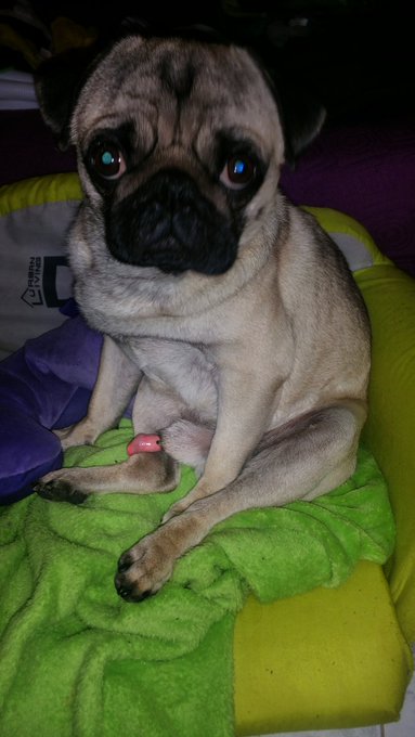 Mi ni&ntilde;o "Palomino Vidal" aprende de lo que ve en casa @_Lilyan_  #pug #porn https://t.co/kjNaxNZXN4<a href="/tag/porn"class="tags"><span>#porn</span></a><a href="/tag/pug"class="tags"><span>#pug</span></a>