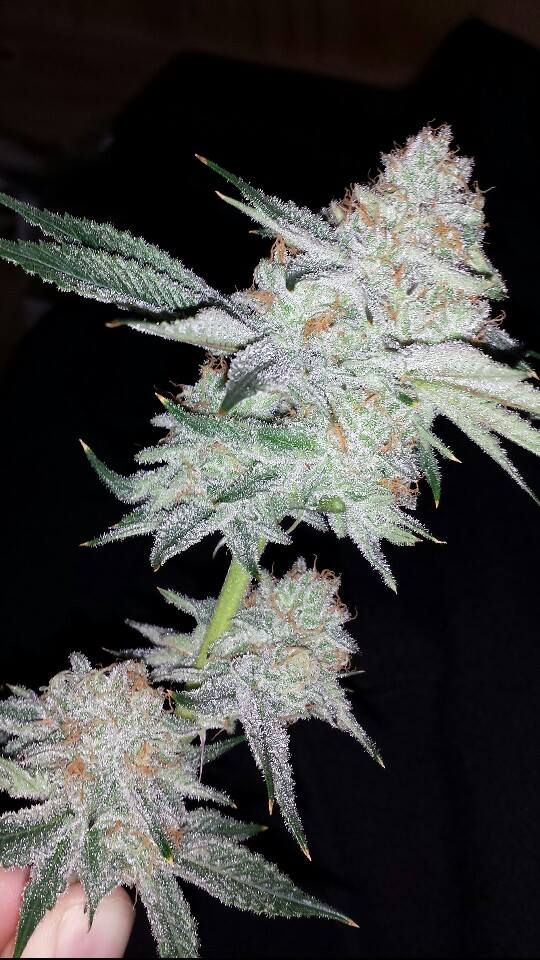 420Global_com's tweet photo. https://t.co/jPkmdQTqrJ