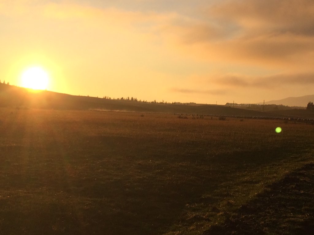 allen_gregory93's tweet photo. Cracker of a morning to be bringing in a mob of ewes for #shearing @LintonMt #nz #farming #southland https://t.co/SWGsiZElZd