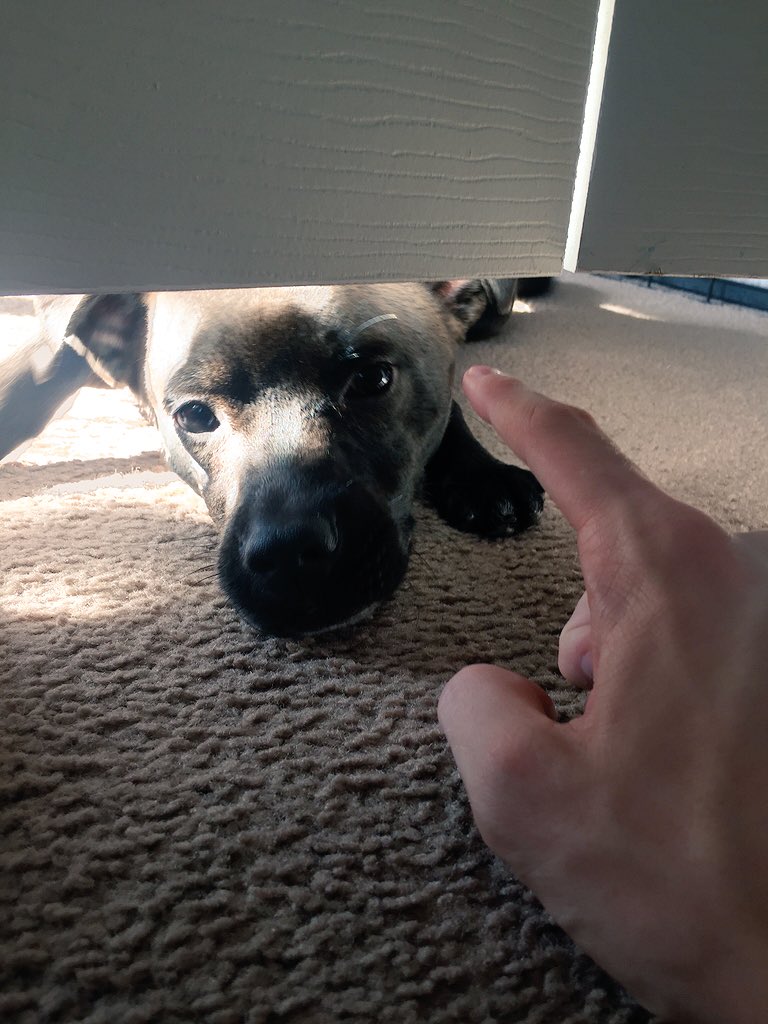 RyanAbe's tweet photo. boop https://t.co/PLFJKJd06S