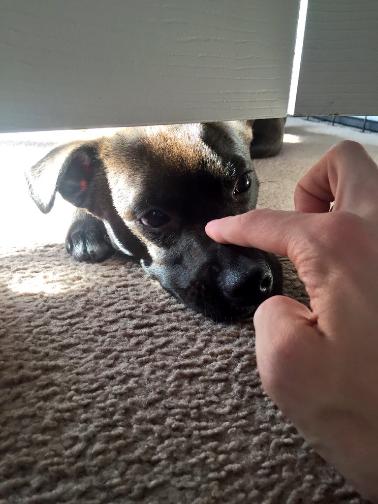 RyanAbe's tweet photo. boop https://t.co/PLFJKJd06S