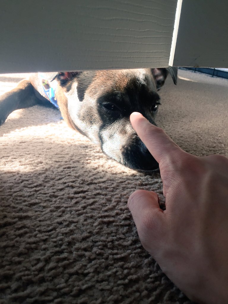 RyanAbe's tweet photo. boop https://t.co/PLFJKJd06S