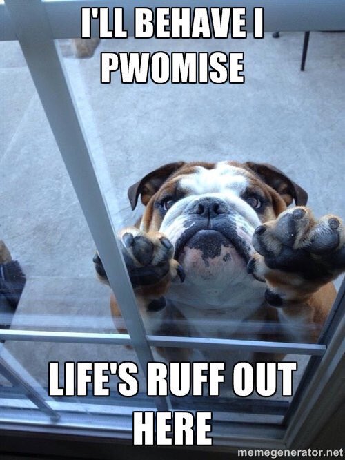 Jkwoun2's tweet photo. Billy the bulldog #lifesruff #MCO435 https://t.co/KeOqxGXMWS