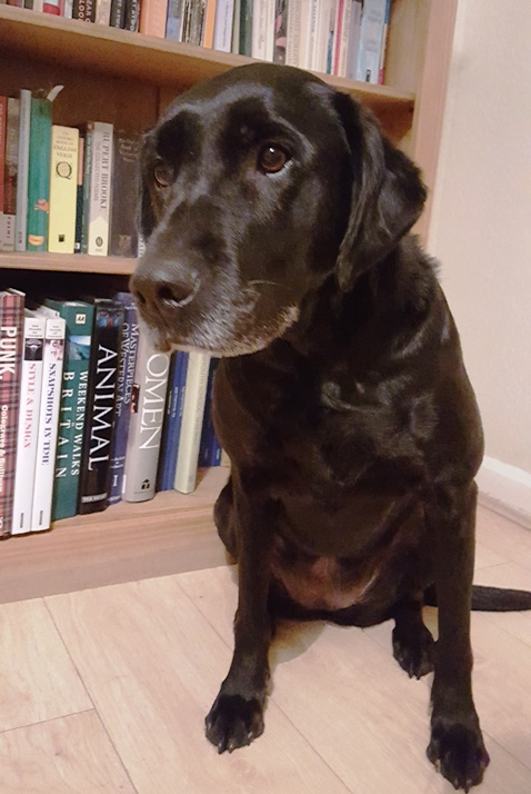 MSWeirhead's tweet photo. @BSAboarding Meet #boardinghousedogs Treacle, Isis & Dylan of #Weirhead @MonmouthSchool. Dylan is as old as Yoda. https://t.co/YrAXYYwyNb