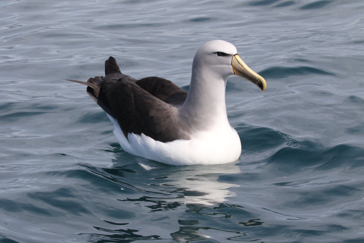 Avian Adventures tweet media