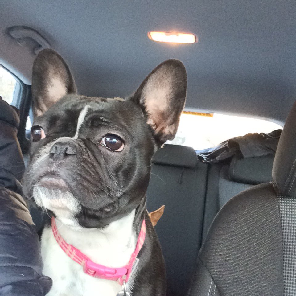tarap45's tweet image. #frenchie #pet #love