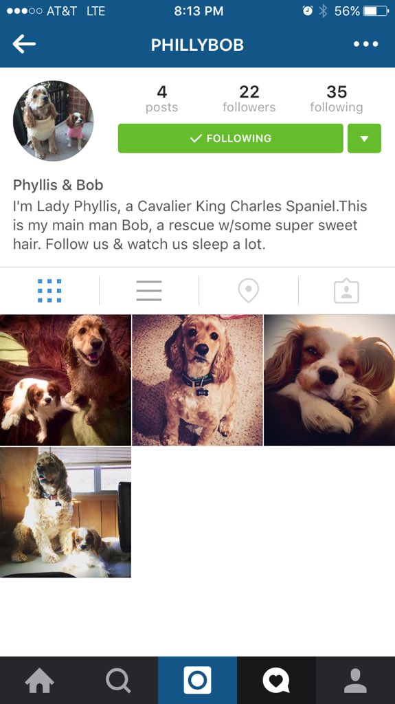 AliBradleyTV's tweet photo. Welp Phyllis started her own #instagram account. Follow #PhillyBob for daily updates #puppylove #instacav #instabob https://t.co/WR6TmHTIHE