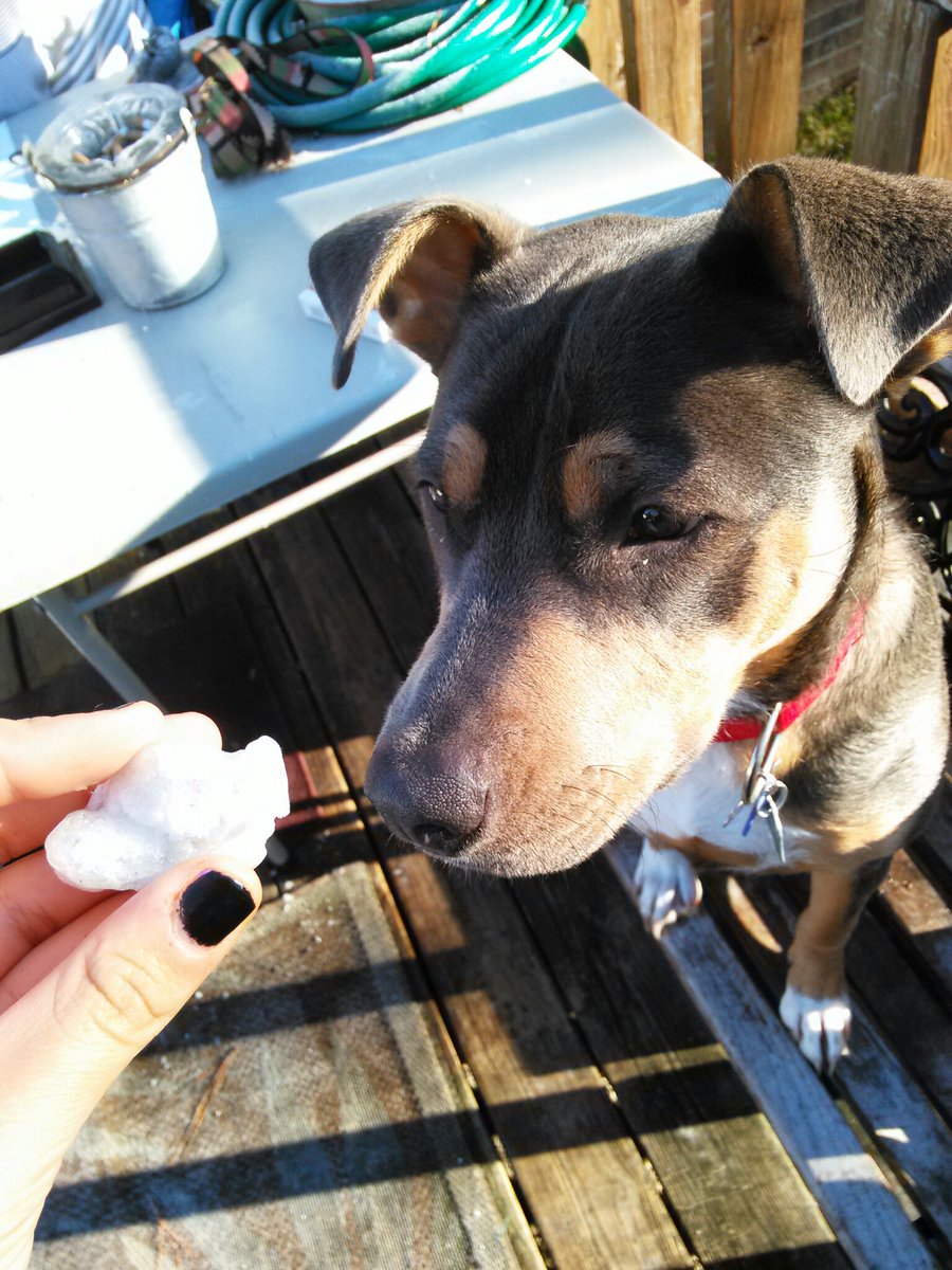 AwkwardCactus's tweet photo. @AndreaRussett my baby Nala https://t.co/I16Gvsliqv