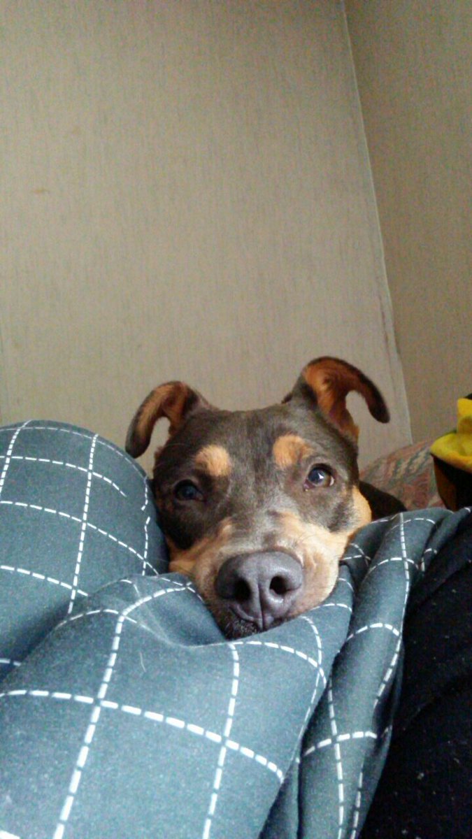 AwkwardCactus's tweet photo. @AndreaRussett my baby Nala https://t.co/I16Gvsliqv