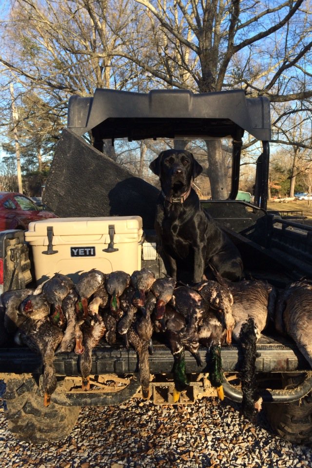 joekyle45's tweet photo. Last hunt of the year. Mondo doing work. @SOKennels @YETICoolers #uklabs https://t.co/qWZylxkAdA