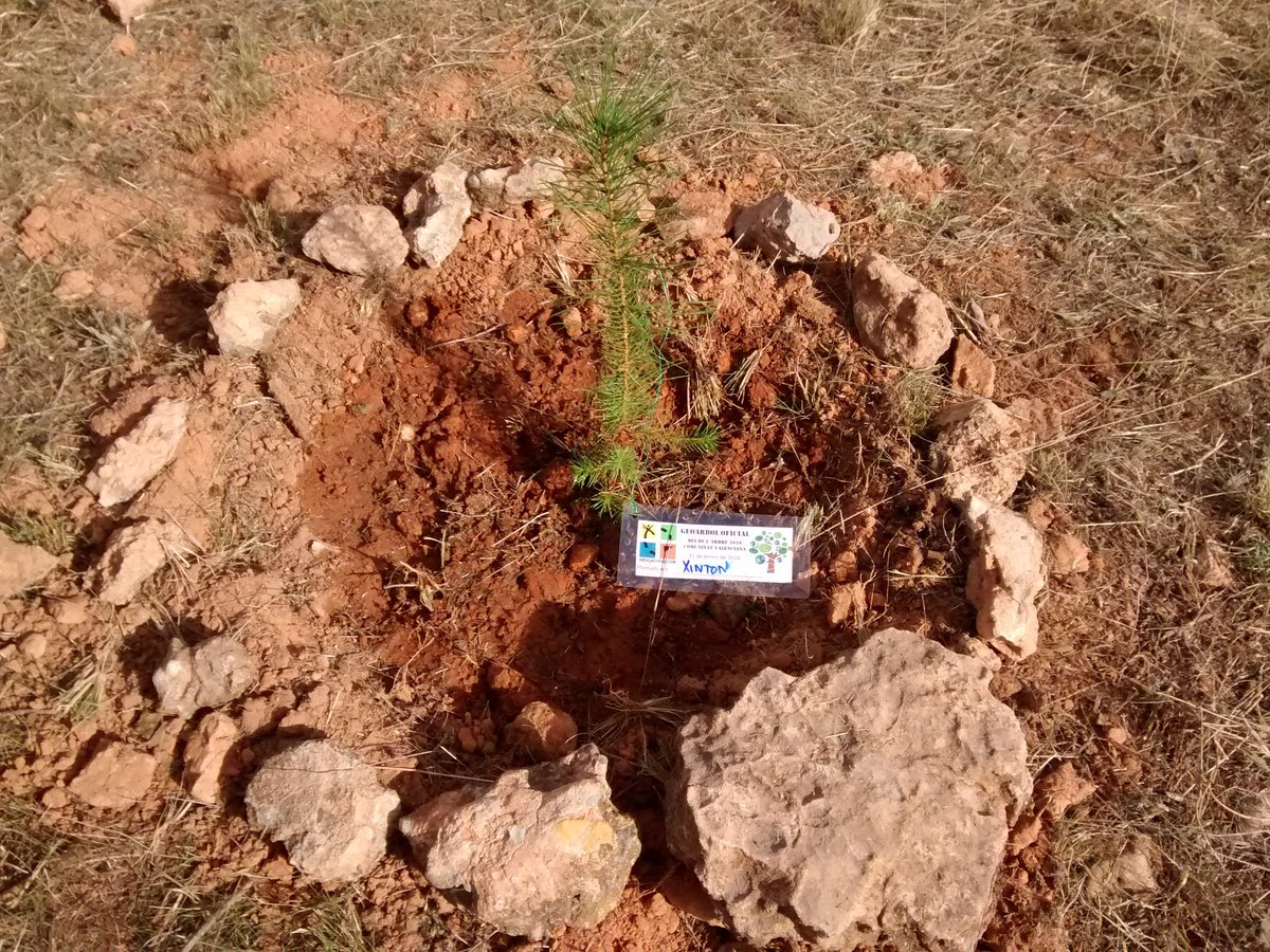 Ya sólo me falta escribir un libro y tener un hijo...Tal vez algún día podamos soñar a la sombra de nuestro árbol.