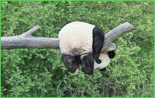 Chispierito's tweet image. Yo ahora 👇