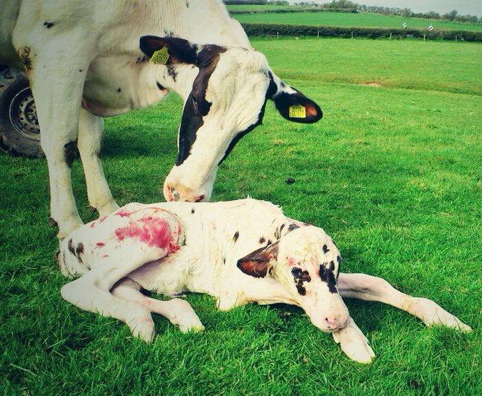 adgarleyfarm's tweet photo. @FarmersOfCanada this is my favourite cow aka Linnet, with her beautiful heifer calf! https://t.co/RsOeFIufYk