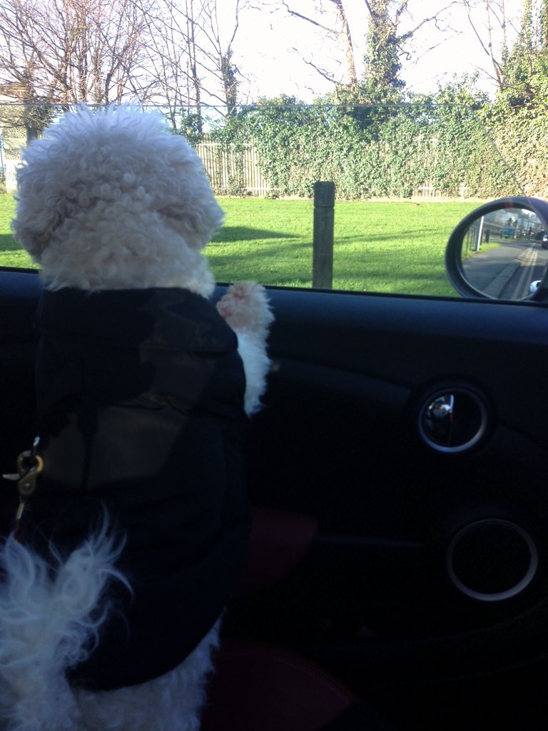 FFdogwalker's tweet image. Freddie excited for the week ahead! #freddiesfriends #dogwalker #dogsitter