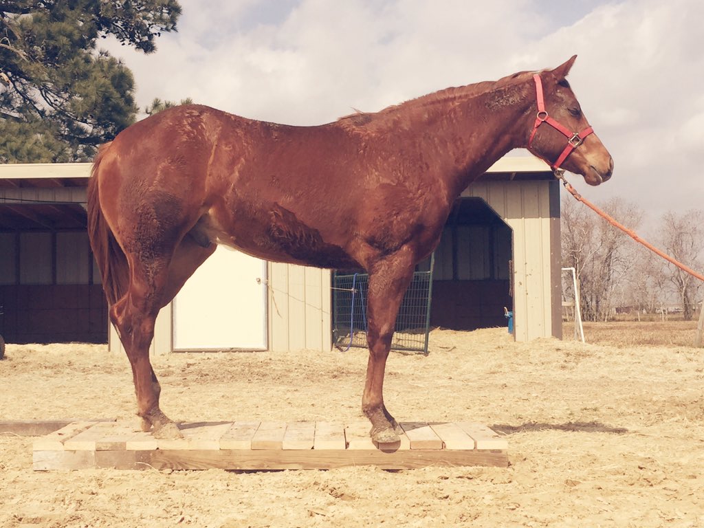 randakay99's tweet photo. My Bo 💙's his new bridge to practice on! #trailclass #lovemyhorse #yearling #aqha #horse #horses https://t.co/otUC7IpOGF