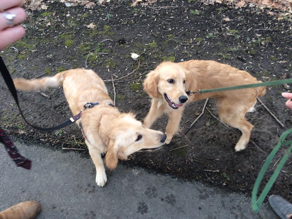 ZeldaTheGolden's tweet photo. I met a look a like at the park! Can you tell which one is me?

#GoldenRetriever #Twinning #Golden #Zelda #Puppy https://t.co/WqOVRzz9jS