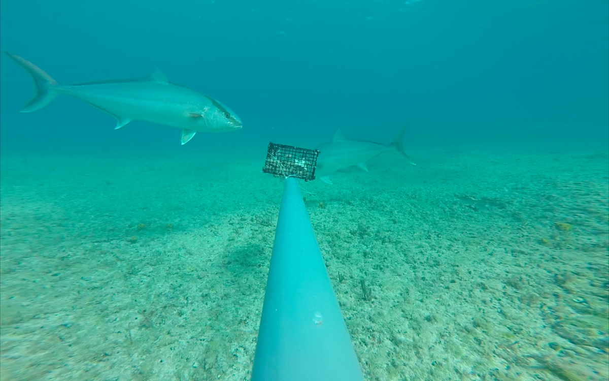 CORE_Science3's tweet photo. #amberkack on BRUVs in Nassau  @globalfinprint @OllieShipley @edd_brooks @CEIbahamas https://t.co/tYUYU3uaUT