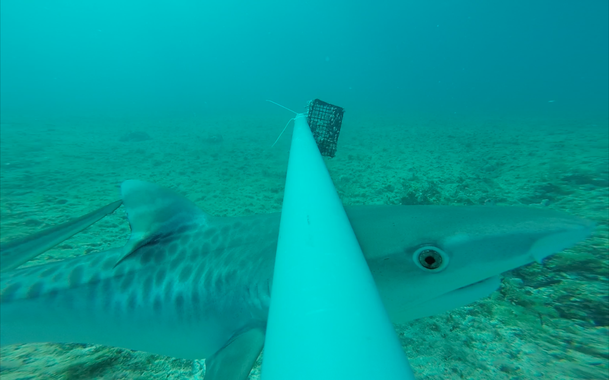 CORE_Science3's tweet photo. Smallest #tigershark on Nassau BRUVs @globalfinprint @OllieShipley @edd_brooks @CEIbahamas https://t.co/e6vNJKRPza
