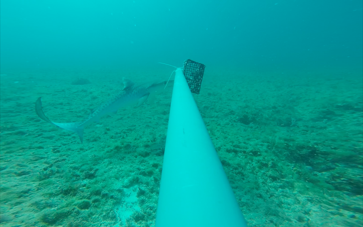 CORE_Science3's tweet photo. Smallest #tigershark on Nassau BRUVs @globalfinprint @OllieShipley @edd_brooks @CEIbahamas https://t.co/e6vNJKRPza