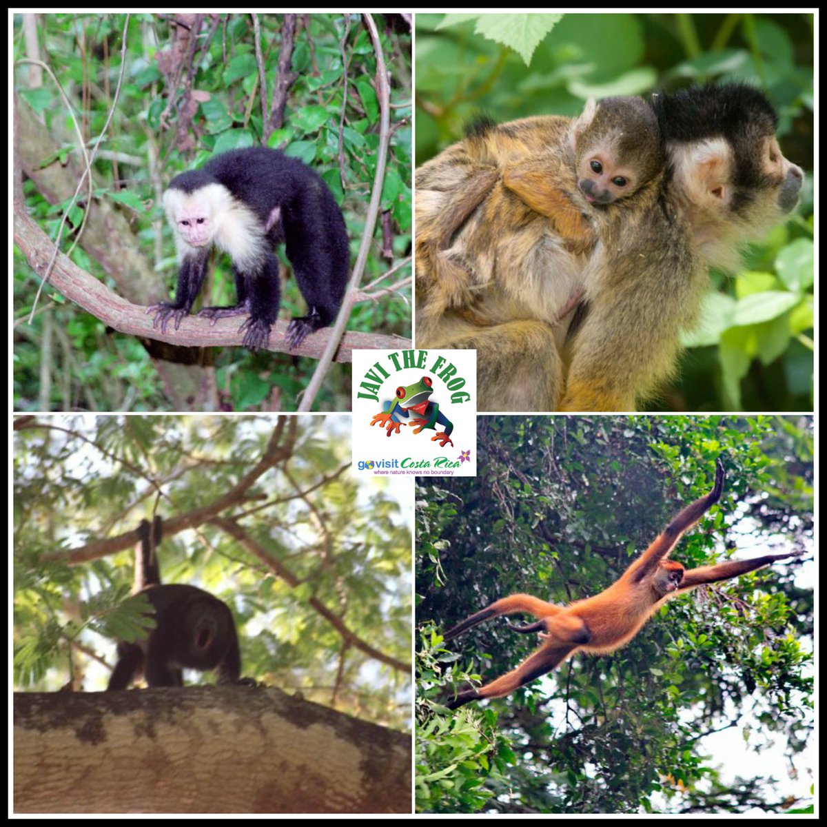 gvcostarica's tweet photo. #CostaRica is the home of four species of monkeys: White faced, spider, titis and howler!
by #javithefrog https://t.co/toXmiMkTY1
