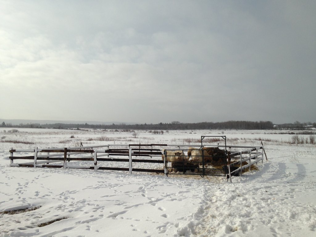 Some heifers enjoying the warm weather lately.