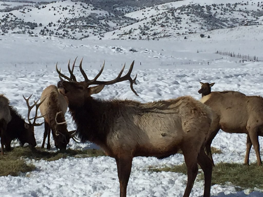 OATHUtah's tweet photo. Must for all ages .@UtahDWR #hardwareranch https://t.co/MeYlocE9Du