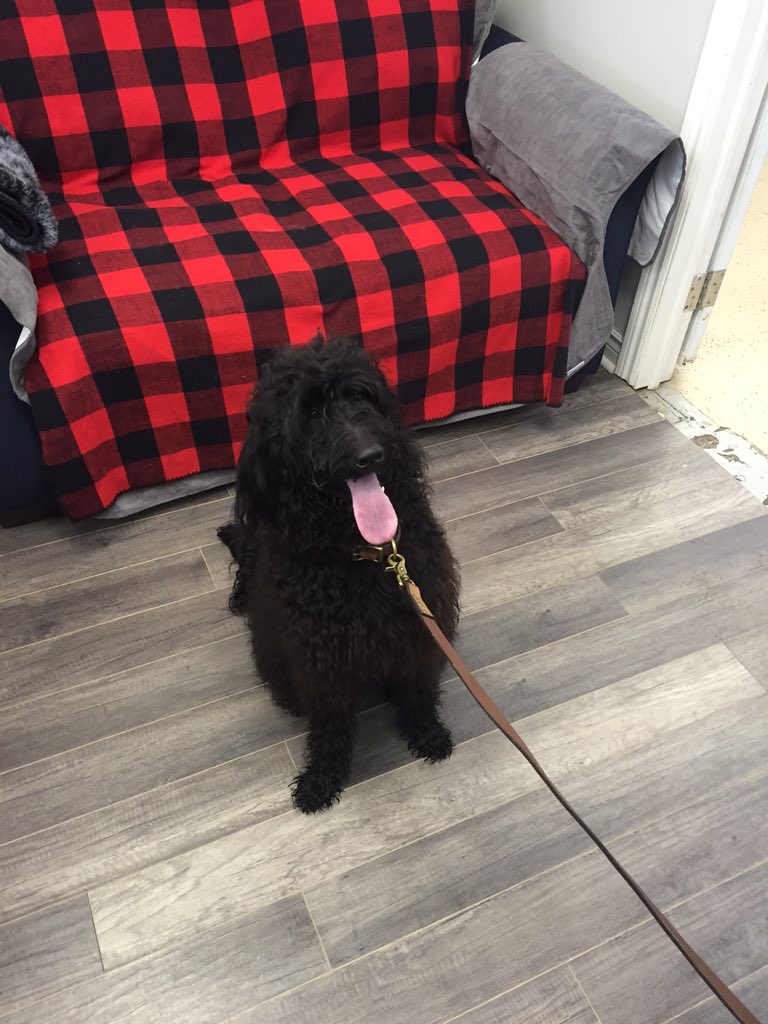 HALIPUP's tweet photo. birthday party today for 2 beautiful sisters! Ramona and Sasha is pictured below:) #birthday #dogs #halifax #local https://t.co/fhyF6SOzvu