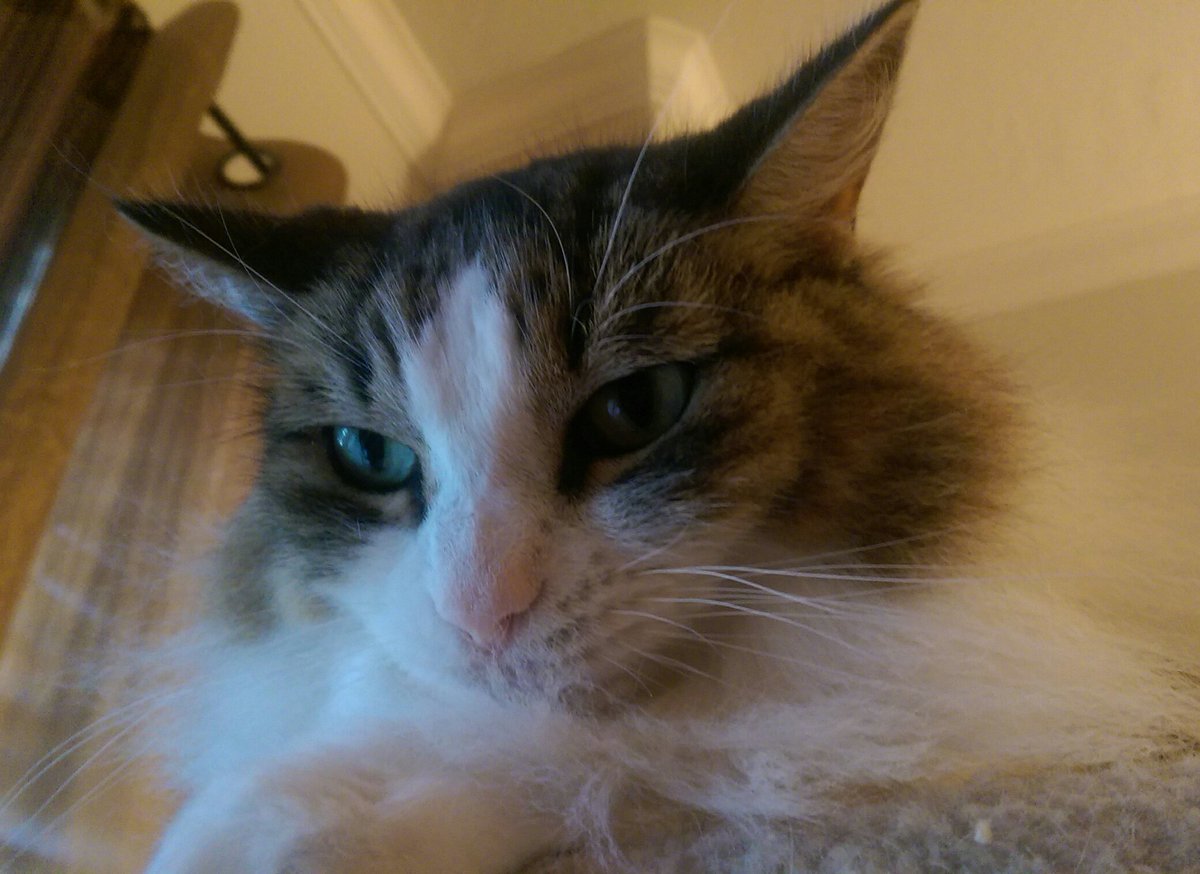 purrjamm's tweet photo. #sundayselfie #Tabitha #SundayFunday #CatsOfTwitter #CatBoxSunday without the box @mister_chivers #furries https://t.co/NWrX9vnYGv