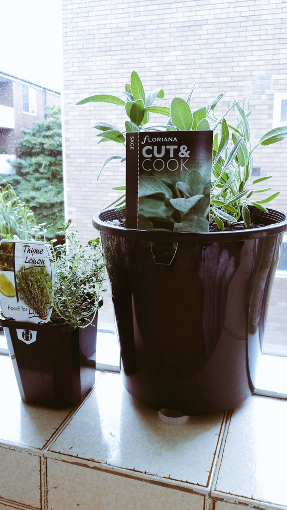 Sage &amp; thyme lemon in my kitchen. #growyourown #realfood with <a href="/Chef_Ng/">Estadi</a> &amp; <a href="/evangtcpi/">Evangeline Pua</a>