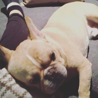 Frenchie_Cute's tweet photo. 🐶 1.31.16 #lifewithafrenchie #frenchbulldog #frenchie https://t.co/oIoy2NFcAk https://t.co/z4mpBIxUag