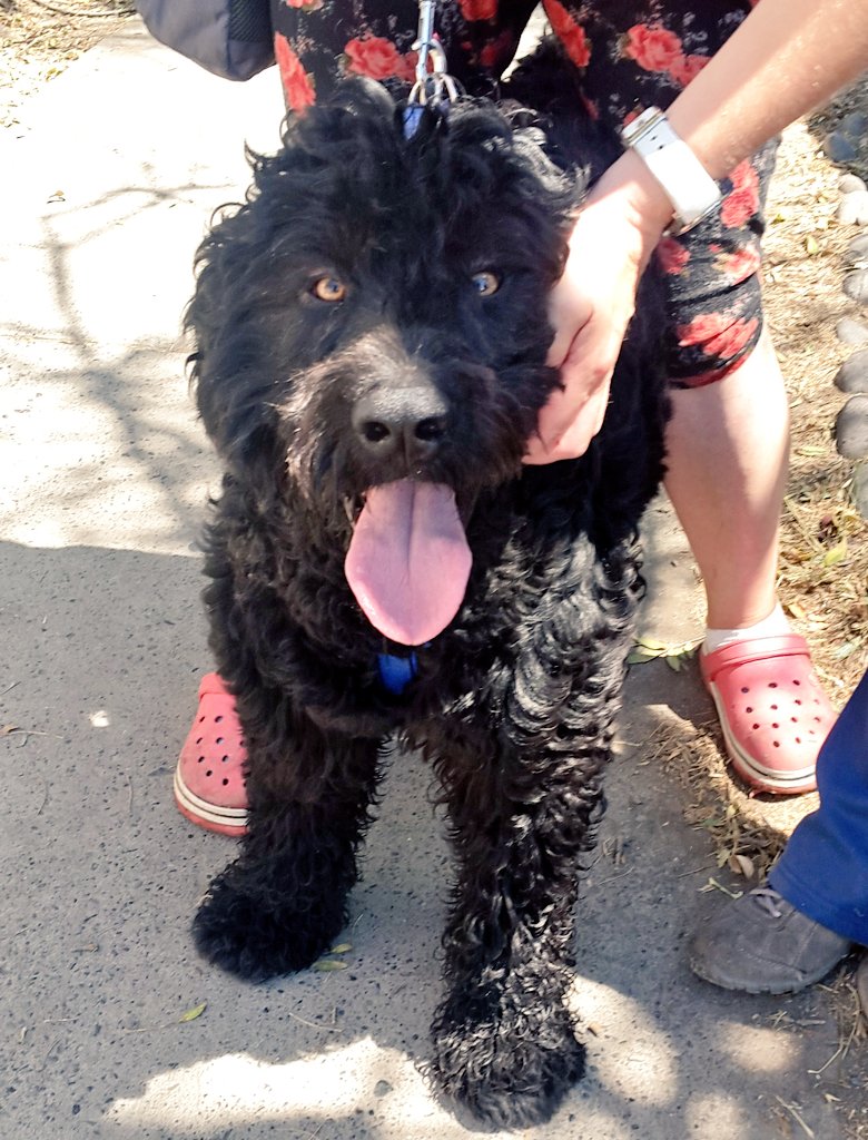 ProaniSanMiguel's tweet photo. Foto de hoy, Tomy busca un hogar y una familia que lo ame para siempre! Nos ayudas con un rt? https://t.co/u2VrMdP2QQ